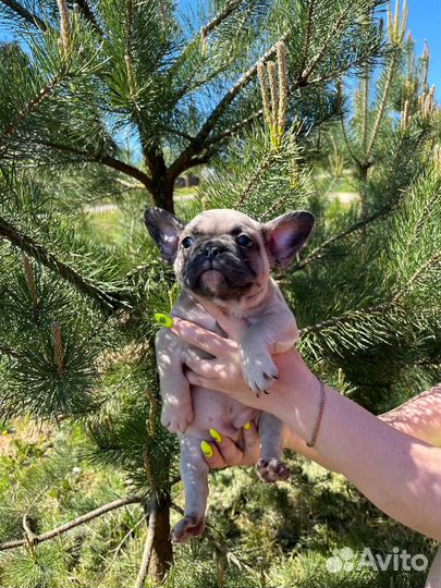 Французский бульдог