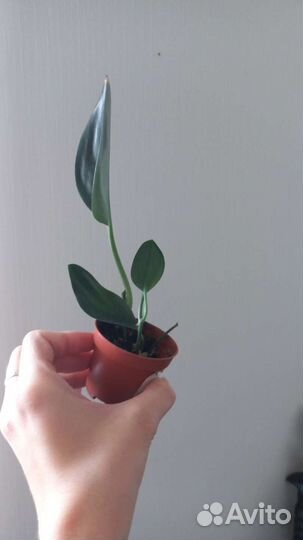 Эпипремнум блэк форм