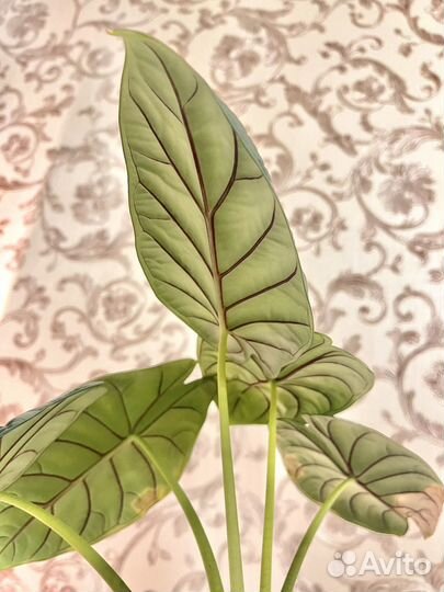 Алоказия сильвер дракон