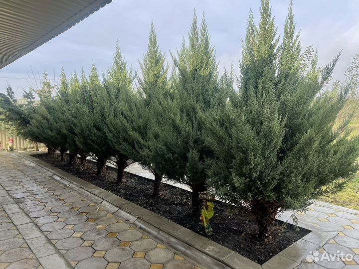 Можжевельник