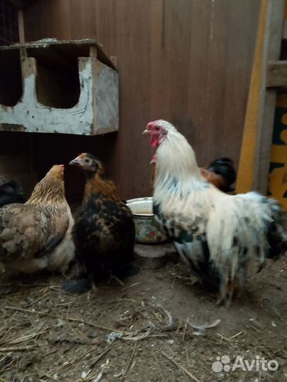 Куры, петухи