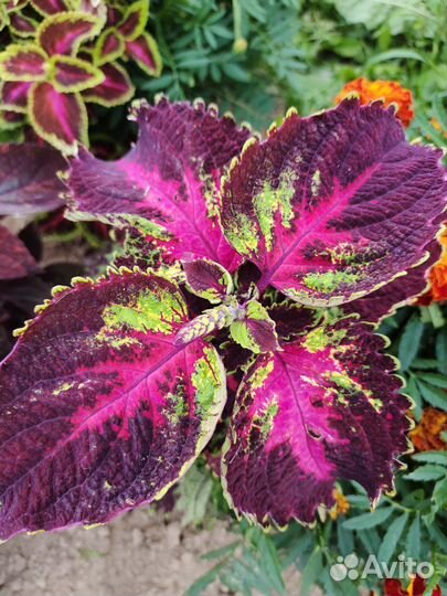 Семена колеусов, колеусы вегетативные