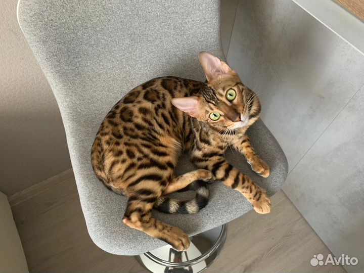 Самые ручные бенгальские котята