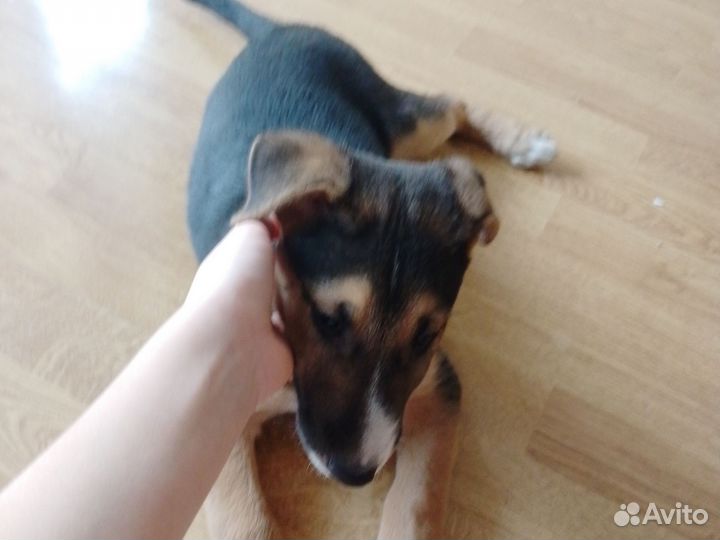 Собака