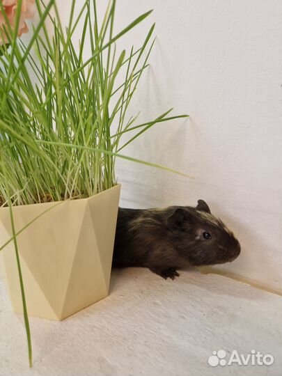 Морские свинки, есть выбор