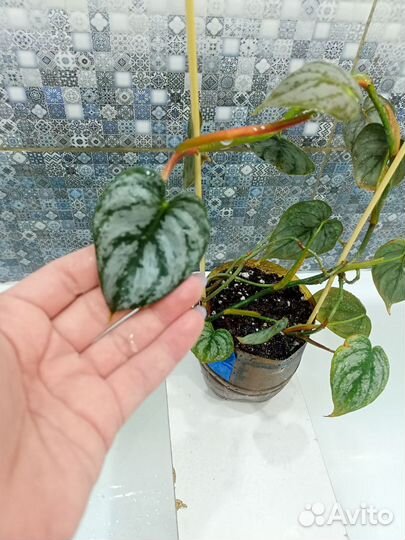 Филодендроны сортовые (часть1)