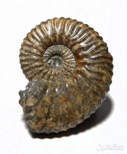 Аммонит Deshayesites dechyi