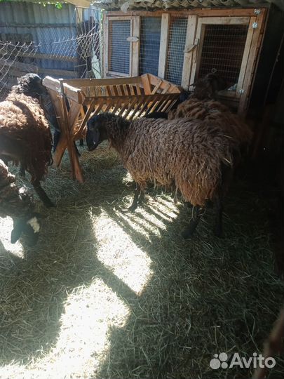 Овцы бараны