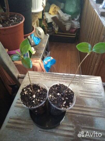 Барлерия, рафиолепис