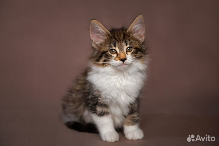 Норвежские лесные котята