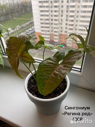 Комнатные растения