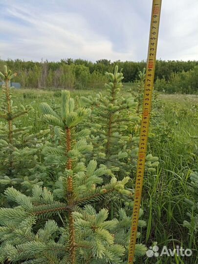 Ель голубая