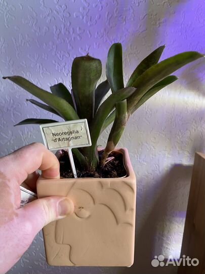 Неорегелия