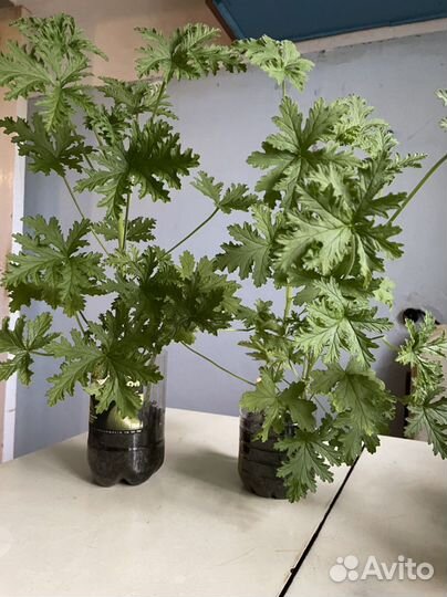 Пеларгония герань душистая