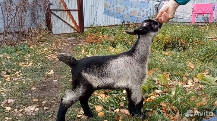 Альпийский козлик