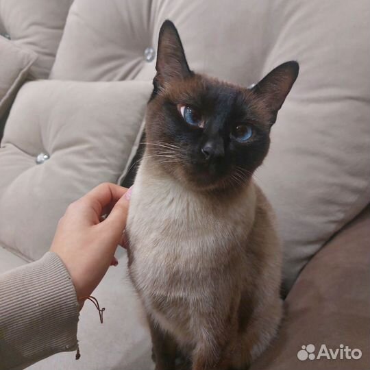 Кошки