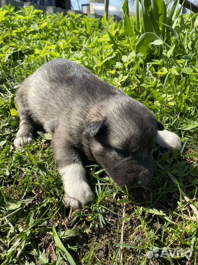 Щенки в добрые руки