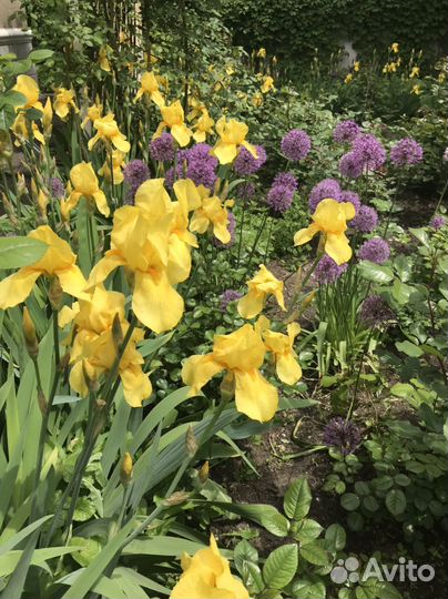 Ирисы сортовые,желтые