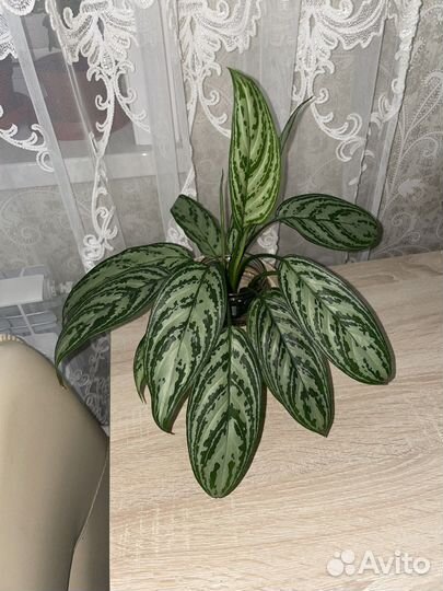 Домашние растюшки