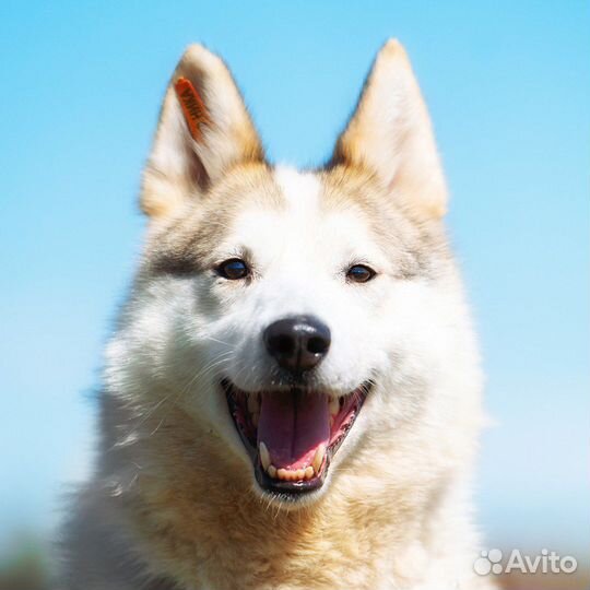 Собака ищет дом