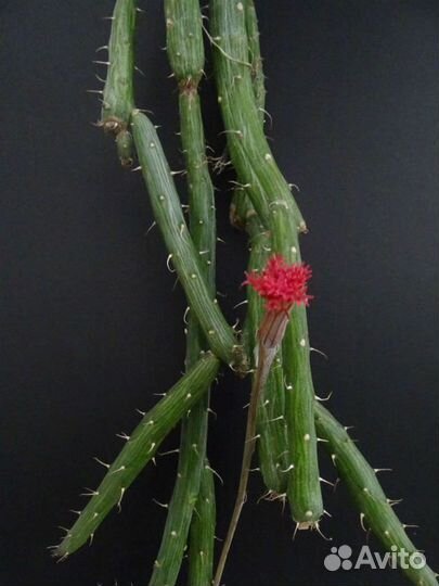 Крестовник повислый Пендулус