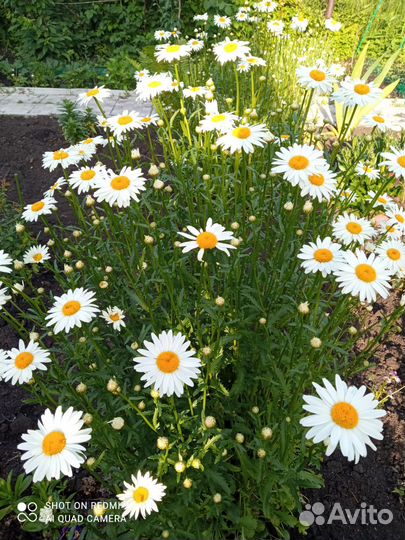 Ромашки белые