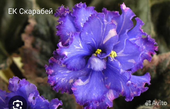 Укорененные листики