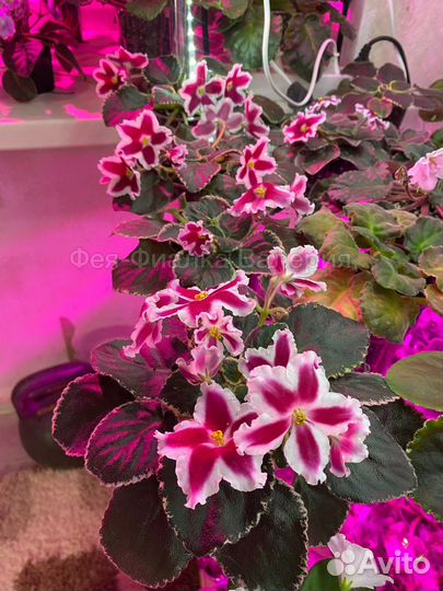 Фиалка ле-Маргарита