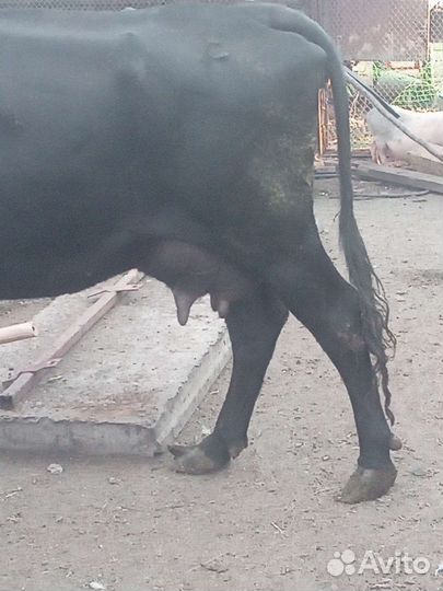 Коровы, козы, поросята