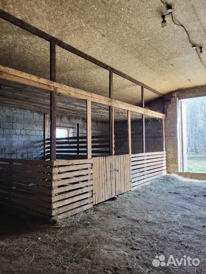 Ищу партнёра для разведения скота