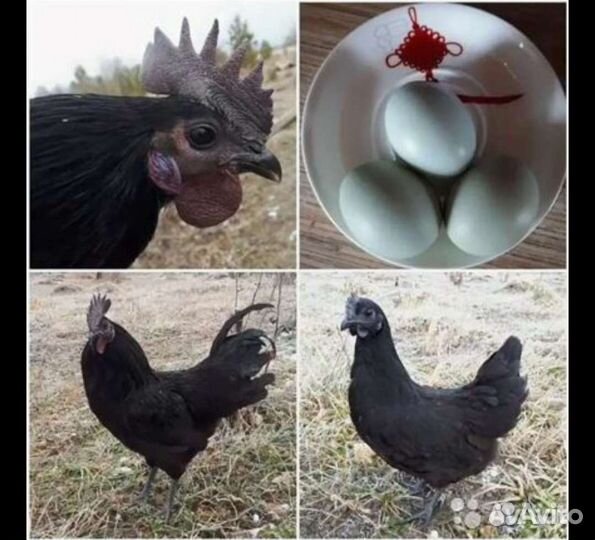 Петушки молодые,породистые