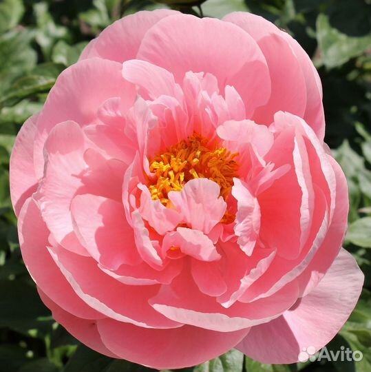 Пион Сэлмон Дрим