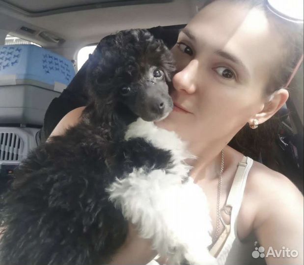 Перевозка животных зоотакси