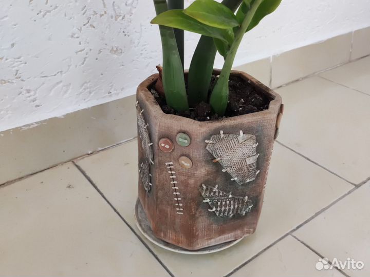 Замиокулькас (долларовое дерево)