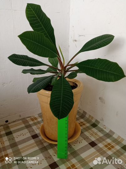 Молочай беложильчатый в керамическом горшке