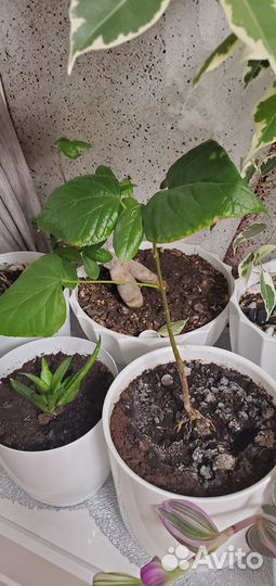 Катальпа саженец 30см