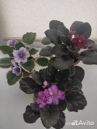 Цветущие сортовые фиалки