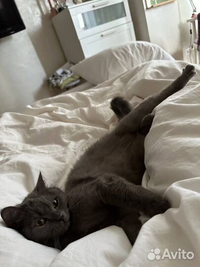 Отдам британку 1,5 года