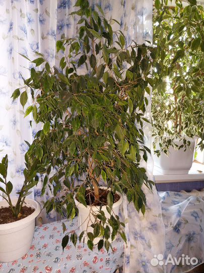 Фикусы,замиокулькас