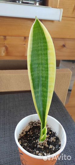 Сансевиерия футура суперба