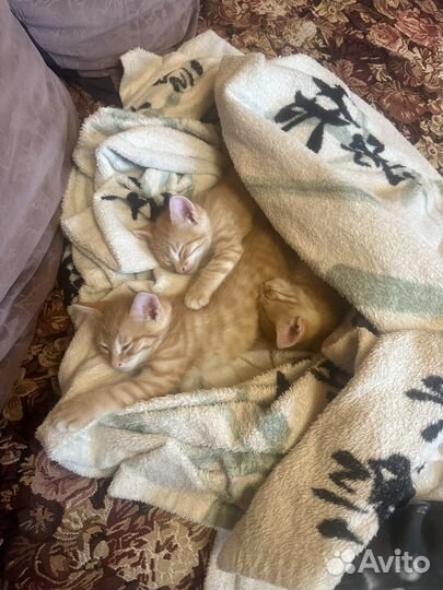 Кот