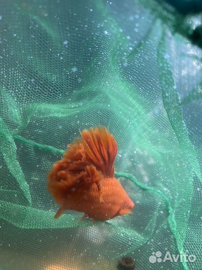 Меченосцы кохаку,санта клаус,брокколи,флаг рубин