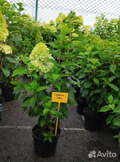 Гортензия метельчатая