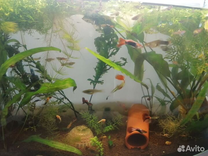 Аквариумные рыбки гуппи