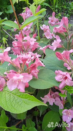 Вейгела саженцы