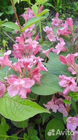 Вейгела саженцы