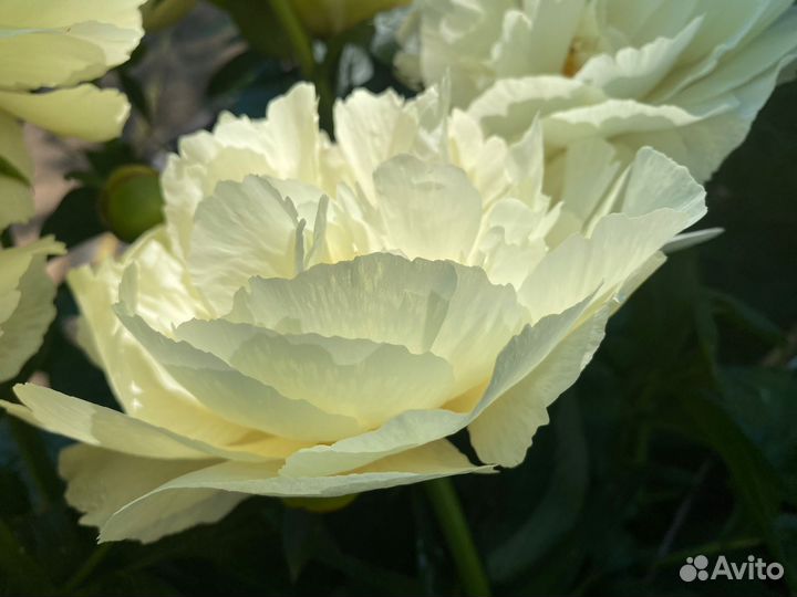 Пион Ванилла Шнапс Vanilla Schnapps