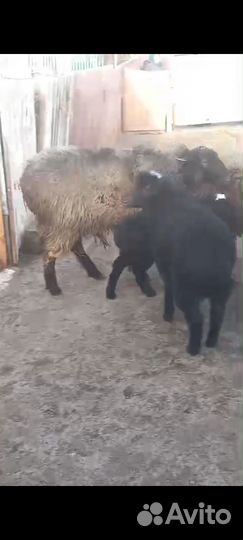 Баран 2 ярки и 2 ягнёнка