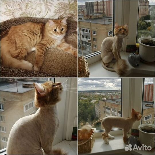 Стрижка, экспресс-линька кошек и котов. Выезд