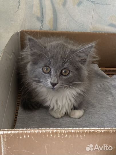 Котенок девочка ищет дом